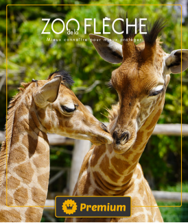 *Billet Enfant (3/11 ans)...