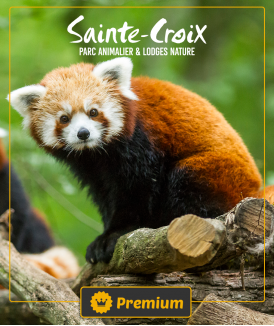 *Billet Adulte (12 ans et...